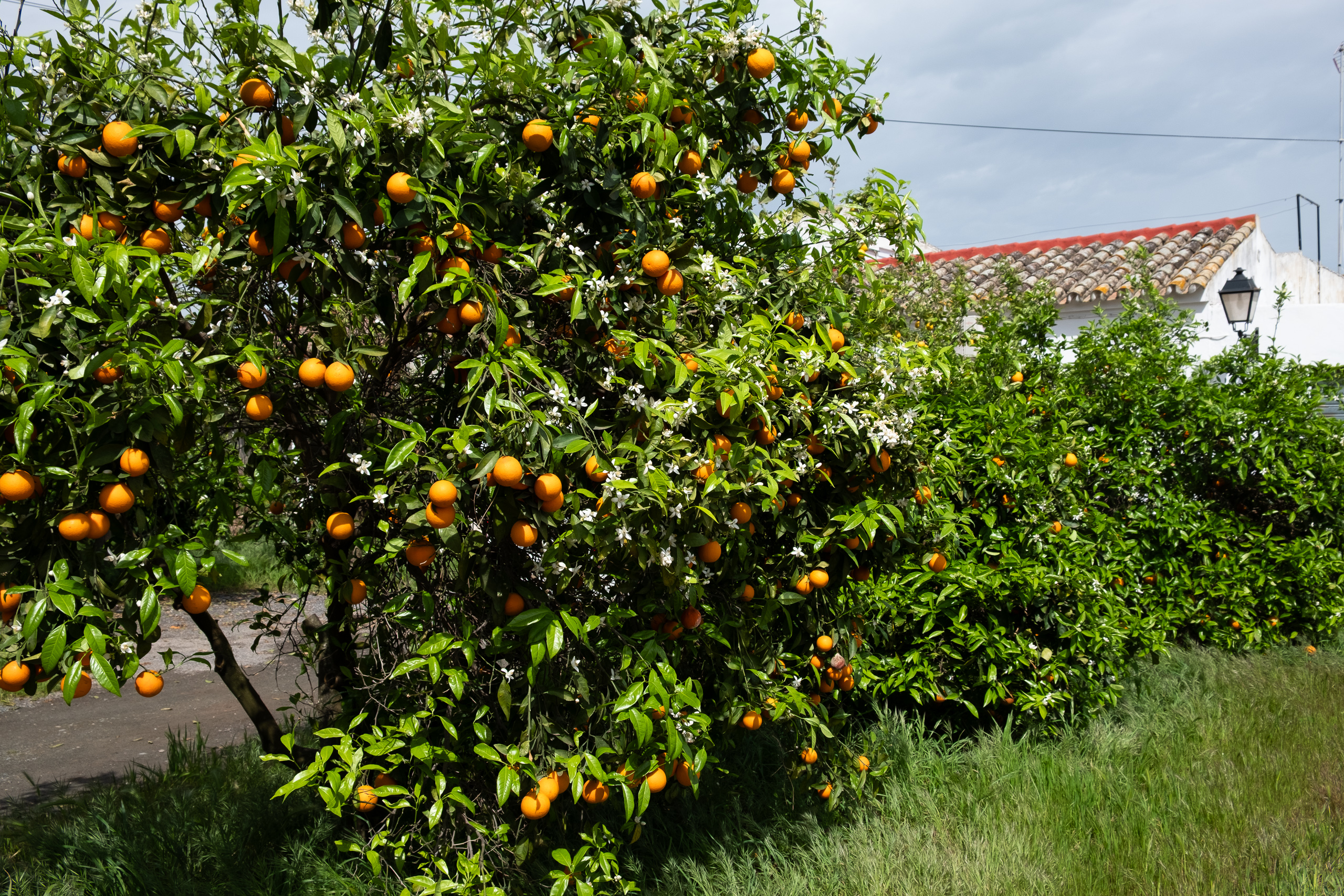 Regen, Orangenplantagen und ein Kloster als Hotel